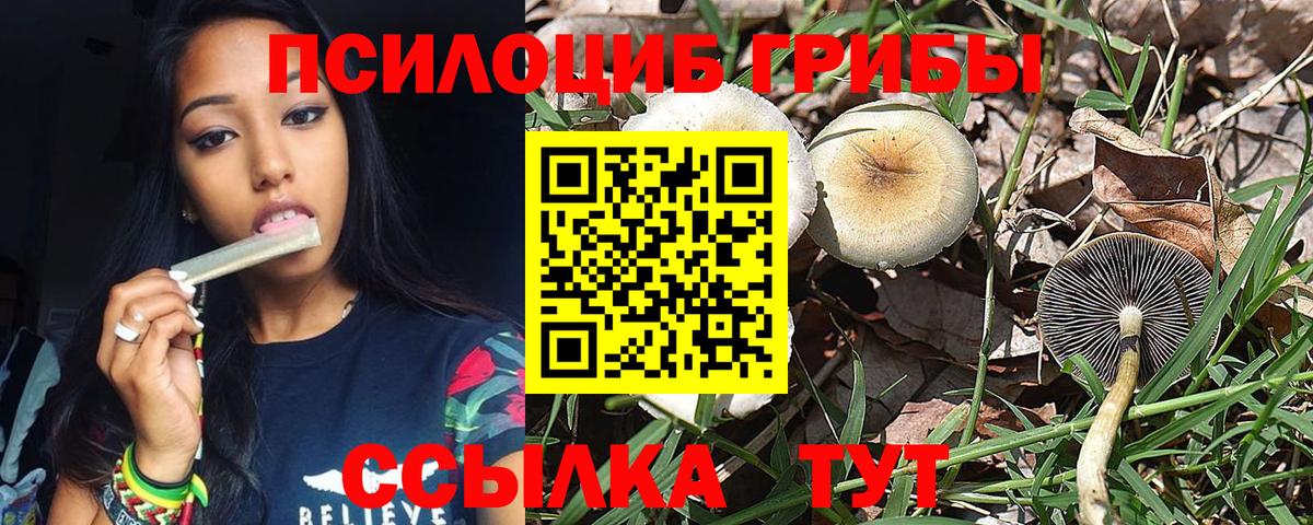 Псилоцибиновые грибы Psilocybe  Вход с VPN  Чапаевск 